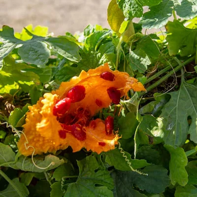 Bitter Melon (Momordica charantia) — ingredient in Gluconara