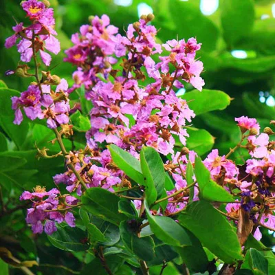 Banaba (Lagerstroemia speciosa) — ingredient in Gluconara